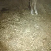 کود گاوی گوسفندی