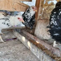 تخم مرغ نطفه دار گلین ریشی چهل تاج