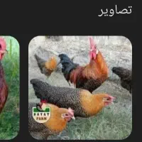 خروس براکل