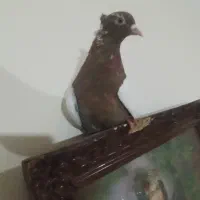 کفتر کله ای ماده