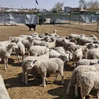 فروش بره ماده رومن(مجموعه تاپ ژن)