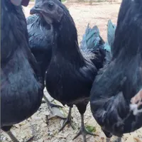 مرغ و خروس ایام سمانی