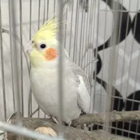 عروس هلندی نر آهویی آماده جفت گیری|پرنده|ری, ملک‌آباد|دیوار