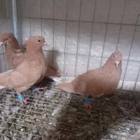 کبوتر زرد دم‌سفید