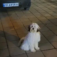 سگ نژاد شیتززو تریر