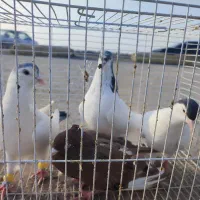 پرنده|پرنده|مشهد, حسین‌آباد|دیوار