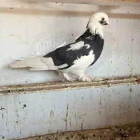 کبوتر کفتر پرنده|پرنده|خاوران, |دیوار