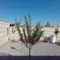 فروش خانه ویلایی|فروش خانه و ویلا|خرمدشت, |دیوار