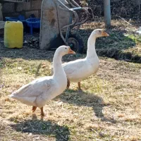 فروشی|حیوانات مزرعه|خوی, |دیوار