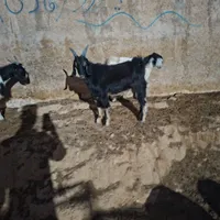 کهره نر|حیوانات مزرعه|شیراز, برمشور علیا|دیوار