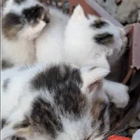 ۵ تا گربه خوشگل