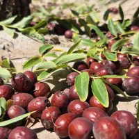 عناب تازه درشت سوپر لوکس