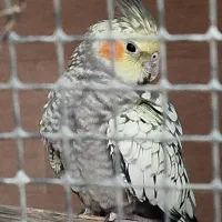 عروس هلندی زعفرانی|پرنده|فردیس, شهرک وحدت|دیوار