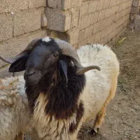 گوسفند نر درجه ۱ حمیدیه|حیوانات مزرعه|اهواز, امانیه|دیوار