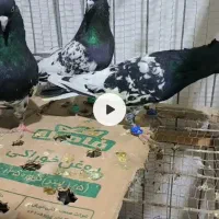 حیون زدوخوری چپ زرد کله سینه|پرنده|مشهد, سازمان آب|دیوار