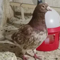 کبوتر سار رنگ خاص|پرنده|گنبد کاووس, |دیوار