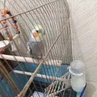 عروس هلندی دستی سخن گو