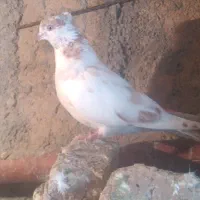 کبوتر گمشده|پرنده|بروجرد, |دیوار