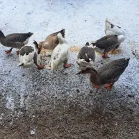 قاز نر محلی|حیوانات مزرعه|هریس, |دیوار