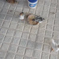 جوجه ۲ ماهه
