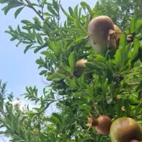 فروش خانه ویلایی درششده و قره بلاغ