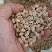 لوبیا چیتی