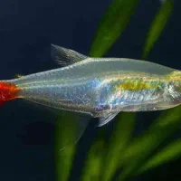 گیاه طبیعی|ماهی|اهواز, کوی سعدی|دیوار