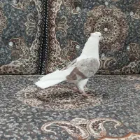 کبوتر دوکت سرور|پرنده|قم, شهرک فاطمیه|دیوار