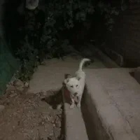 سگ پاکوتا
