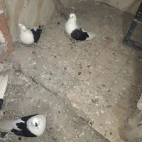 کفتردوبالی