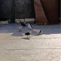 کفتر سفید پاک نوک شامی