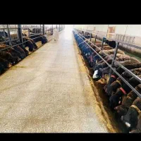 فروش گوسفند زنده/ تخفیف نذری. عقیقه عروسی|حیوانات مزرعه|تهران, استقلال|دیوار