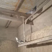 کبوتر پرشی وپلاکی|حیوانات|اشتهارد, |دیوار