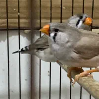 فروش پرنده زینتی|پرنده|رشت, نیکمرام|دیوار