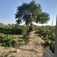 ملک ۱۵۰۰ متر تاکستان|فروش دفتر صنعتی، کشاورزی، تجاری|تهران, سلسبیل شمالی|دیوار