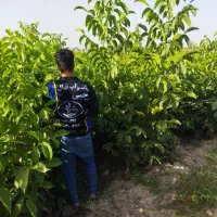 پیش فروش نهال گردو پکان تیپ۱