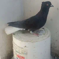 کبوتردمسفیدماده|پرنده|تاکستان, |دیوار