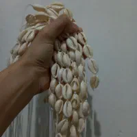 200 عدد گردنبند و چوکر و دستبند صدفی