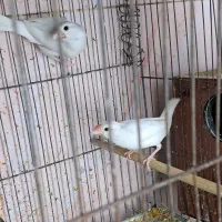 فنچ نرگسی مولد|پرنده|کارون, |دیوار