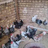 تخم نطفه دار گلین اصل