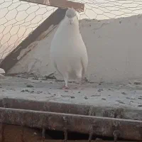 کبوتر|پرنده|گلبهار, شهر جدید گلبهار|دیوار