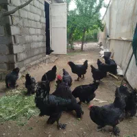 تخم نطفه دار و جوجه نژاد مرندی سیاه