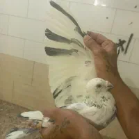 پلاکی نر ماده|پرنده|مسجد سلیمان, |دیوار