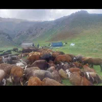 خرید گوسفند دام طیور تهران اعلام قیمت روزانه|حیوانات مزرعه|تهران, فاطمی|دیوار