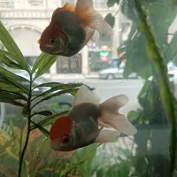 آکواریوم،لوازم جانبی و انواع ماهی‌های زینتی|ماهی|گنبد کاووس, |دیوار