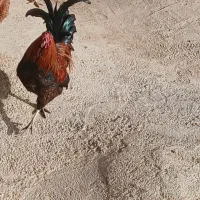 خروس گلین لری محلی.