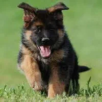 روتواایلر کین کورسوو دوبرمن بلک توله سگ ژرمن رکسی|سگ|تهران, شهرک غزالی|دیوار