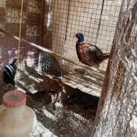 دوجفت مرغ وخروس امریکایی