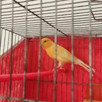 قناری|پرنده|مشهد, خلق آباد سفلی|دیوار