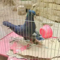 کبوتر زاغ آبادانی و پلاکی